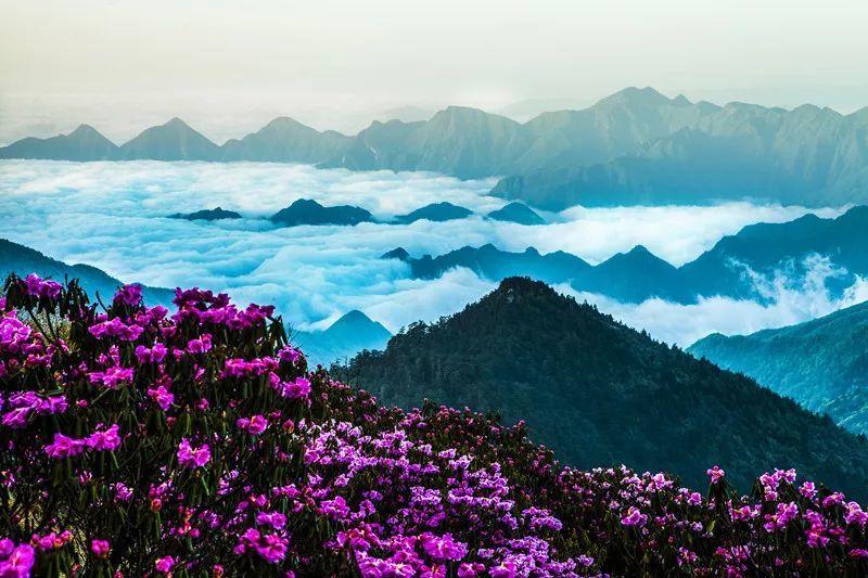 卡通考拉救援